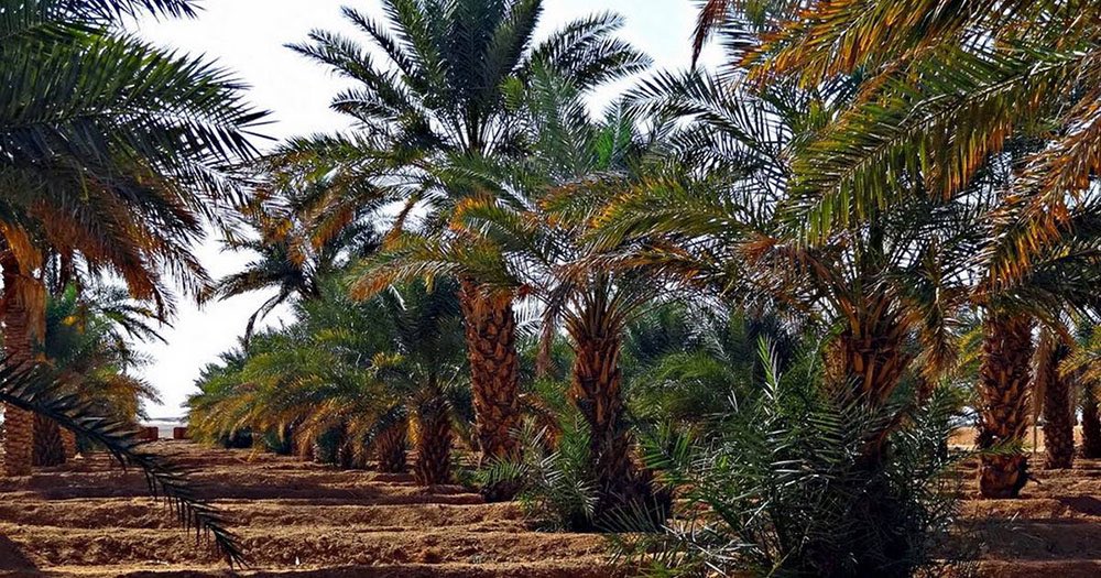 IAU_BTH's tweet photo. النخلة | ٢٠١٩م 

نجحت السعودية في تسجيل  النخلة لدى " اليونسكو"  لارتباطها بعادات وتقاليد وقيم اجتماعية توارثها الأجيال مما جعل لها نظرة تقدير خاصة فالمملكة العربية السعودية جعلتها شعاراً لها ورمزاً للنماء وتجسيداً عملياً لمكانتها 🌴. https://t.co/WKSWyxzogD