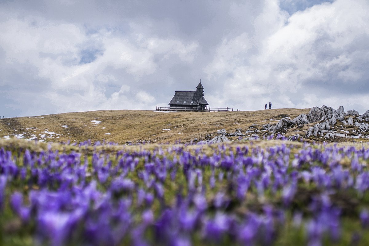 Velika Planina #slovenia #nature #travel #spring #natgeo #hiking #crocus