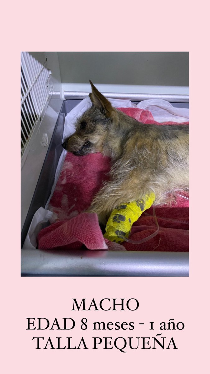 soysofiaelias's tweet photo. @natdupeyron NECESITO TU AYUDA !!!!! Ayer rescaté a un perrito de la calle que acababan de atropellar, lo lleve al hospital y necesita operarse ya que tiene varias fracturas, ayudame a compartir la historia para que la gente done y poder salvar al perrito P O R F A V O R 🙏🏼🙏🏼🙏🏼 https://t.co/uFQ96B2Boq