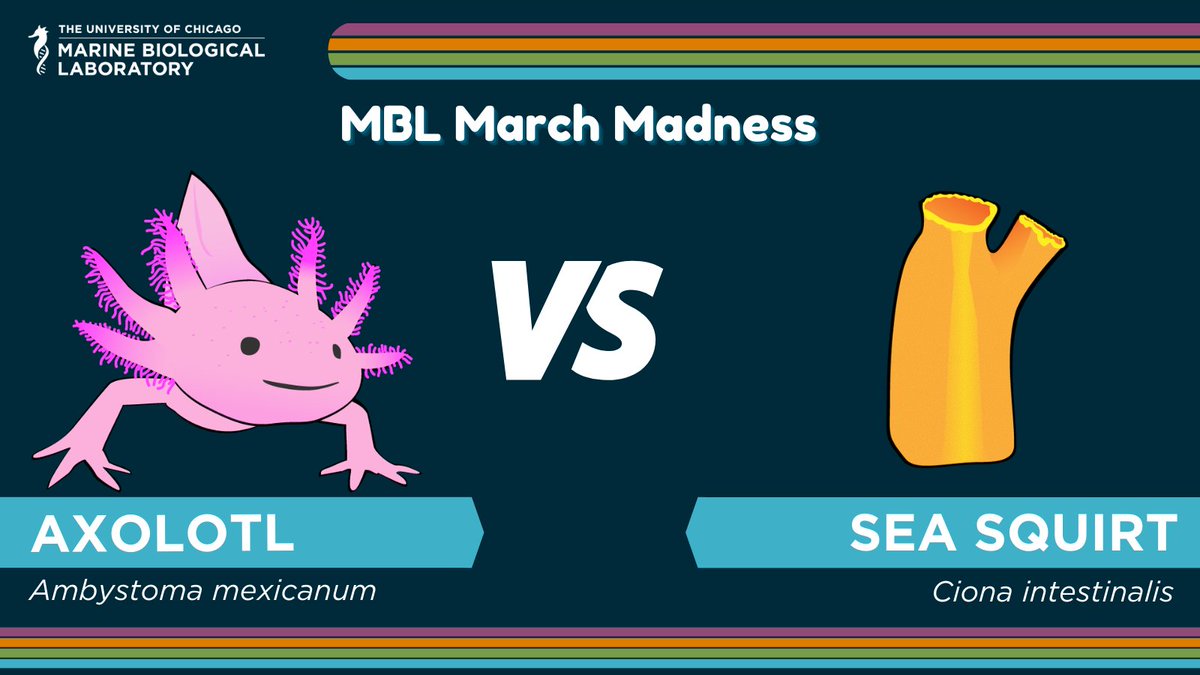 Marine Biological Laboratory (MBL) (@mblscience) on Twitter photo Are you ready for our next round of #MBLMarchMadness? We have two great match-ups for you today! 
From the Deuterostome Division:  It's Axolotl v. Sea Squirt and in the Ecdysozoan Division: Beach Hooper v Lobster!
Vote in the polls below to choose your winner! Are you ready for our next round of #MBLMarchMadness? We have two great match-ups for you today! 
From the Deuterostome Division:  It's Axolotl v. Sea Squirt and in the Ecdysozoan Division: Beach Hooper v Lobster!
Vote in the polls below to choose your winner!