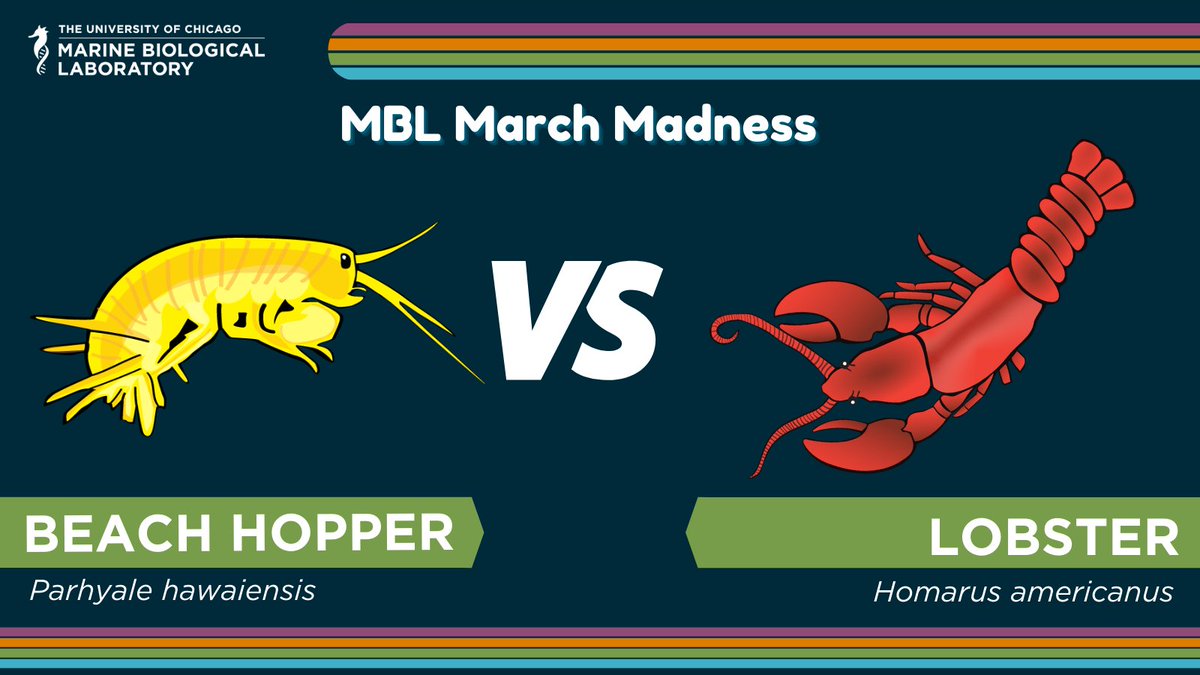 Marine Biological Laboratory (MBL) tweet media