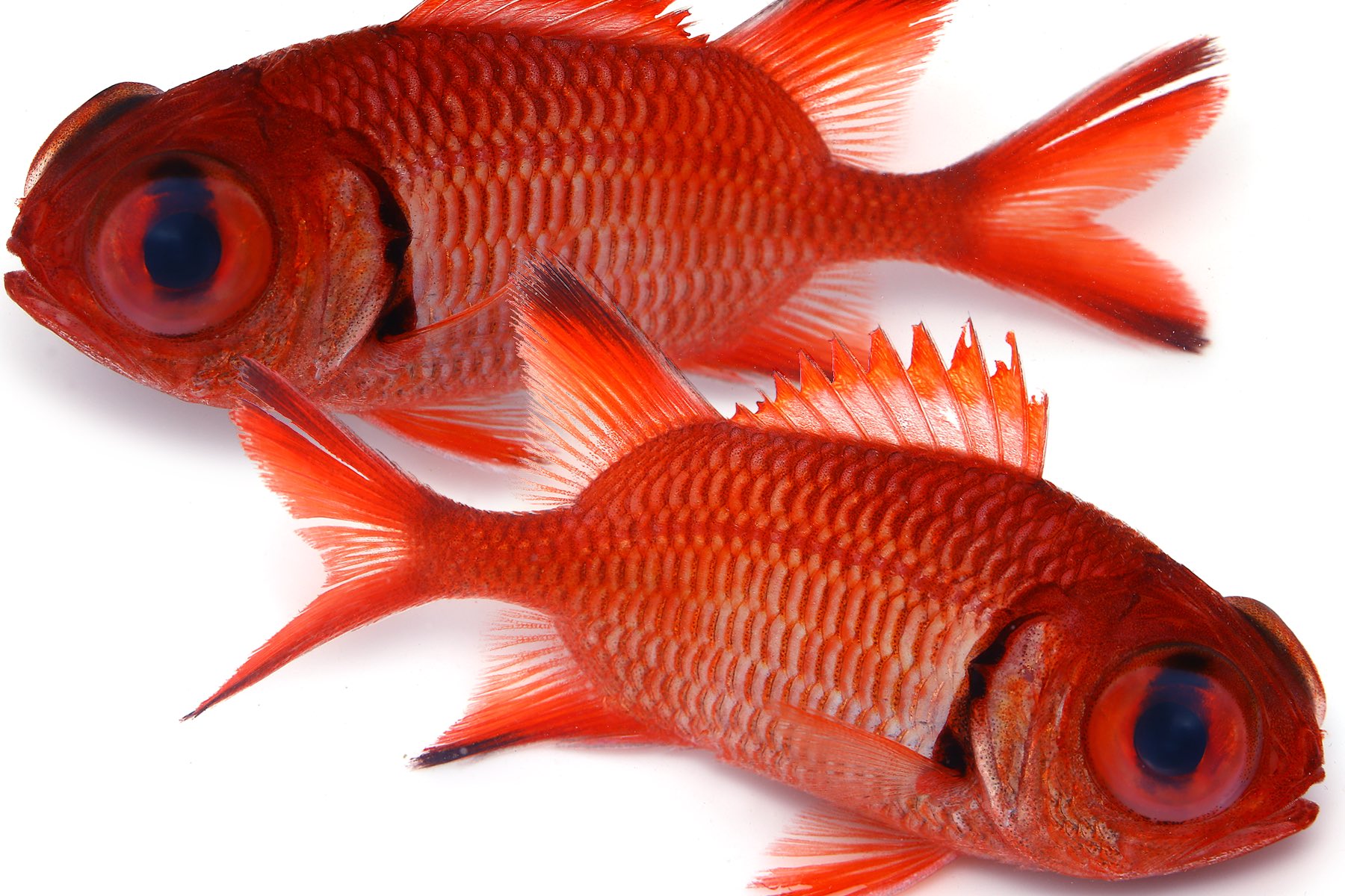 Twitter 上的 ゆうじ 今日も疲れた ཀ 夜の磯で潜ると昼間はどこに隠れているのか 真っ赤な魚 がたくさん出てくる 活動時間帯が夜なんだと思うが それにしては皆動きが鈍い これはアカマツカサの仲間 目が大きいからだろうかなんとなく怖い 金魚っぽい Twitter 上的 ゆうじ 今日も疲れた ཀ 夜の磯で潜ると昼間はどこに隠れているのか 真っ赤な魚 がたくさん出てくる 活動時間帯が夜なんだと思うが それにしては皆動きが鈍い これはアカマツカサの仲間 目が大きいからだろうかなんとなく怖い 金魚っぽい