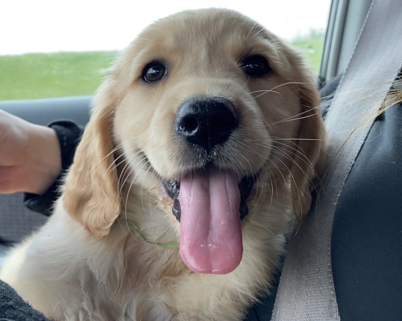 Bunsen, Beaker, Bernoulli & Brix tweet media