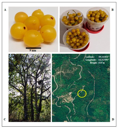 antibioticsmdpi's tweet photo. The Bactericidal Activity of Protein Extracts from #Loranthus europaeus Berries: A #Natural Resource of Bioactive Compounds by Dr. Gianna Palmieri et al. from National Research Council
👉https://t.co/37pq33Koxj
#Protein extract
#Antibacterial agents
#Staphilococcus aureus https://t.co/Lt77ygq4eb