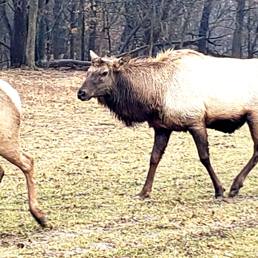 WildlifePrairiePark tweet media