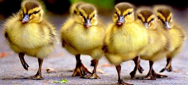 iiRavens's tweet photo. @dao_duck 🐥QUACK!!  #Ducks on the move this week.....so much coming!  It’s only Monday!

#duckstarter #cryptocurrency #altcoins #ramifiprotocol #HODL #CookProtocol #CollateralDefi #duckdao $DUCK $DDIM https://t.co/6hS9wZwJUv