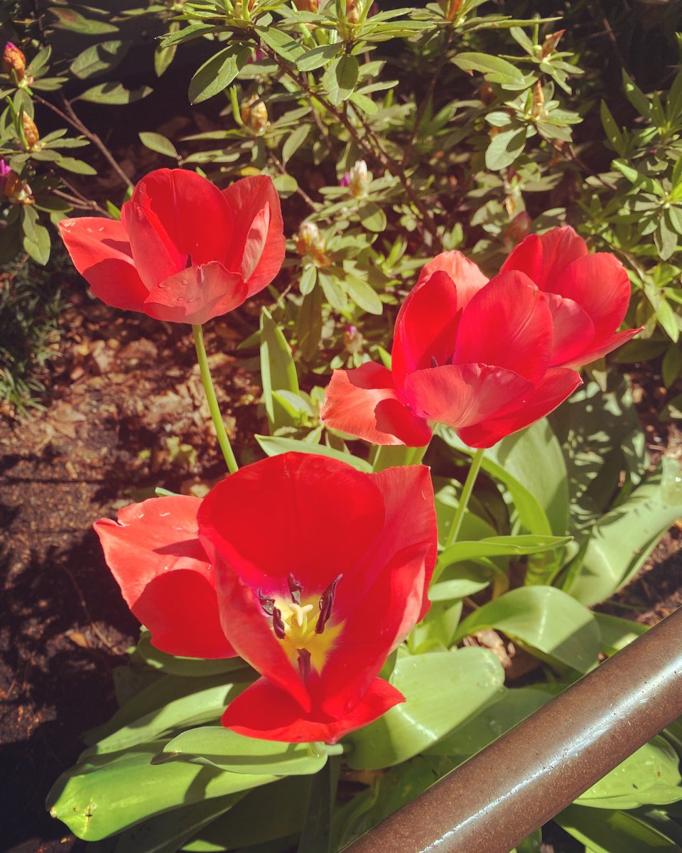 綺麗な花 綺麗な花