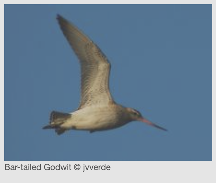 Andrew Revkin 🌎 ✍🏼 🪕 ☮️ tweet media