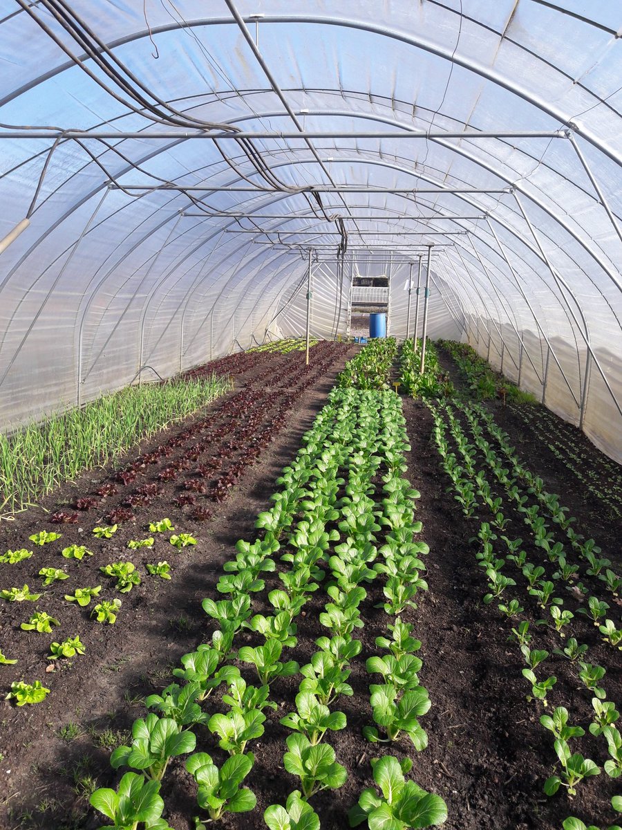 De tunnelkas staat inmiddels goed vol! Op zaterdag 24 april starten we op Tuinderij Eyckenstein met de verkoop van biologisch plantgoed en eerste verse oogst. #biologisch #groenten #Maartensdijk #kleinfruit