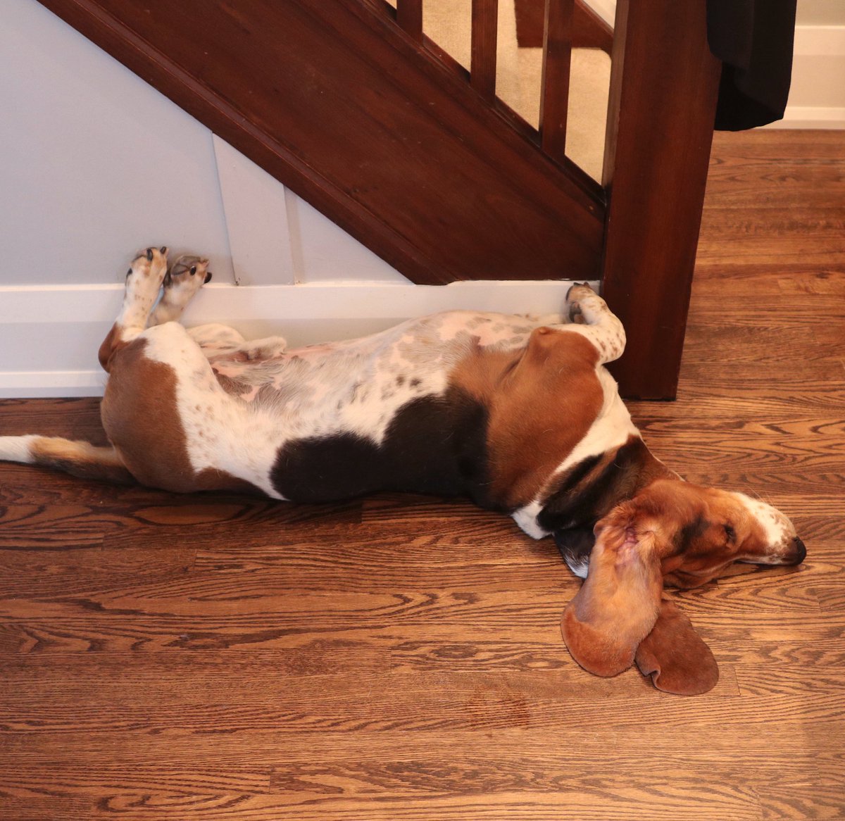 dean_the_basset's tweet photo. protest stairs by playing dead next to them! #deantips https://t.co/T1N7QfZVHS