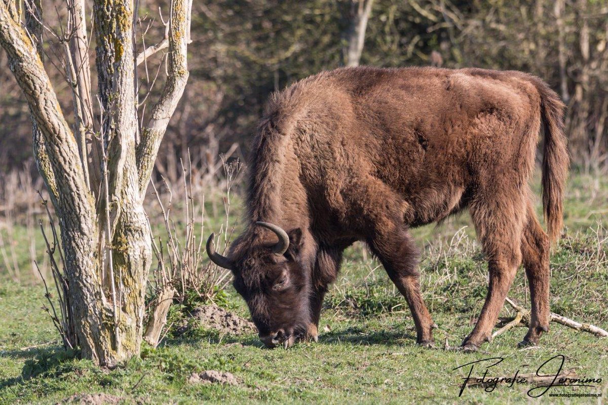 FotografieJeron's tweet photo. Vanmorgen was het mijn 1e keer dat ik oog in oog stond met de #wisenten bij de #SlikkenvandeHeen 🐂🐂. Ik zal het niet snel meer vergeten 😍

#wisent #runderen #natuurgebied #SvdH @ZeeuwsLand @FREE_Nature @Natuurmonument @volgdenatuur @omroepzeeland @zeelandvisit @_tholen https://t.co/ORO2juJVWG