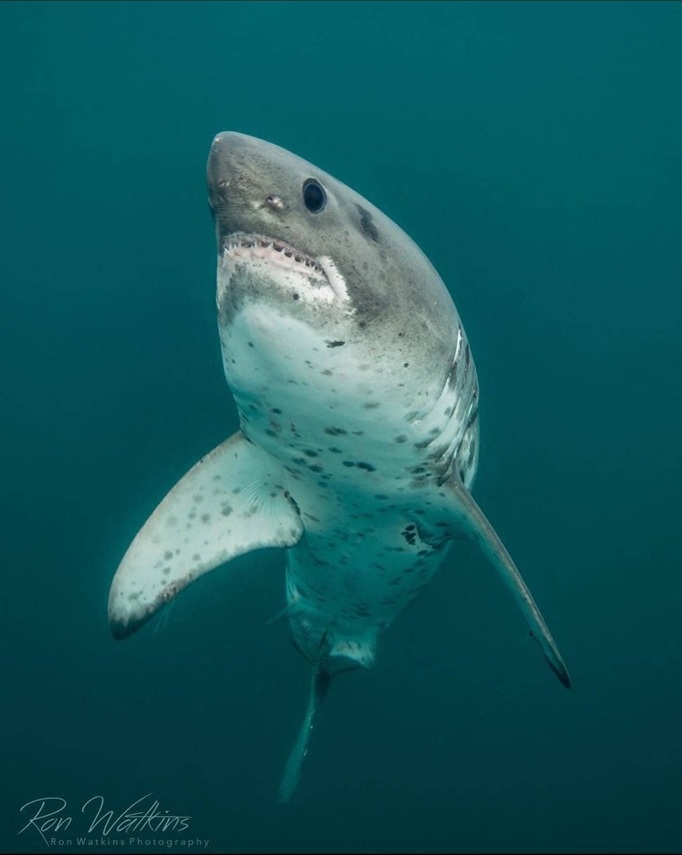 A salmon shark was spotted near... Catalina Island! 🦈

The sighting is being called very rare. Salmon sharks are related to white sharks, but are less common off California than other pelagic sharks.

AMAZING!! 💙🦈

#SaveTheSharks
#SaveTheSharksSaveOurselves