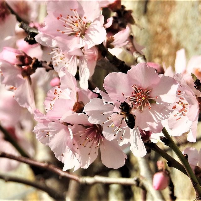Today marks Vincent Van Gogh's birthday. 

Blossoming trees, like in his almond blossom painting, were one of his favourite subjects to paint. We'd love to know if you've been inspired by these flowers too. #HappyBirthdayVincent #BlossomWatch