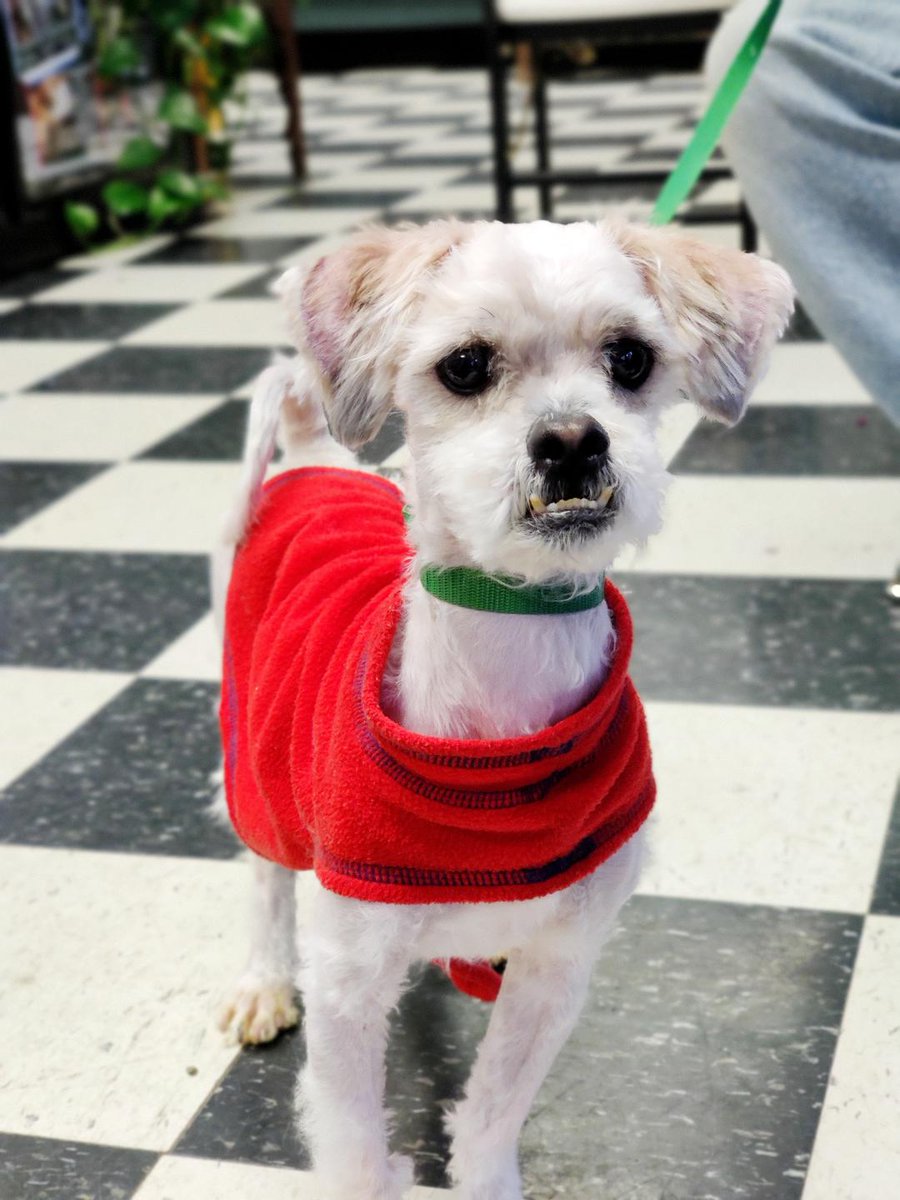 FamousFido1's tweet photo. Kirby was found tied to a tree in poor condition and was brought here to the rescue where we are bringing him back to health. Read his story and please donate to help Kirby and all of the other animals at the shelter. #DogsofTwittter  #animalrescue  https://t.co/W5bLtMciH3 https://t.co/ZScWxfwp9T