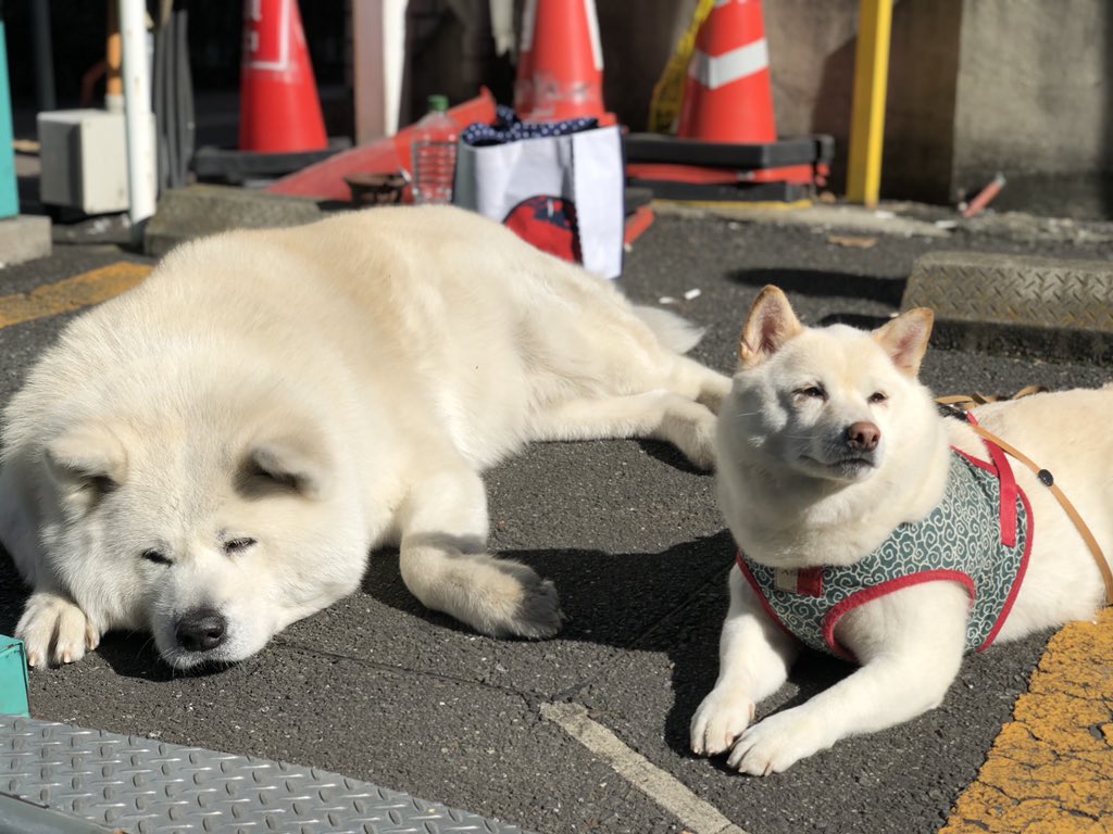 ネメシス 公式 ご声援ありがとうございました على تويتر 夜分に失礼致します 綾瀬忠です マーロウ の写真が皆様にお喜び頂けたようですので もう1枚ご報告させて頂きます ドラマには登場しませんが妹分の芝犬ちゃんとの2ショットでございます ネメシス