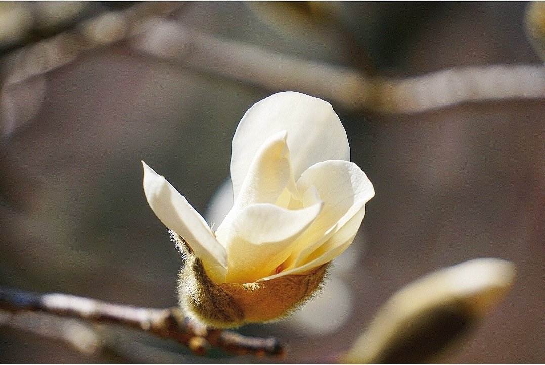 KarissasKapture's tweet photo. Flowers don’t worry about how they’re going to bloom. They just open up and turn toward the light and that makes them beautiful.
#KarissasKaptures #TuesdayThoughts #TuesdayMotivation #KarissasThoughts #MagnoliaTree #MagnoliaInBloom #RutgersGarden #FlowerInBloom #Flowers https://t.co/1b2UYabSly