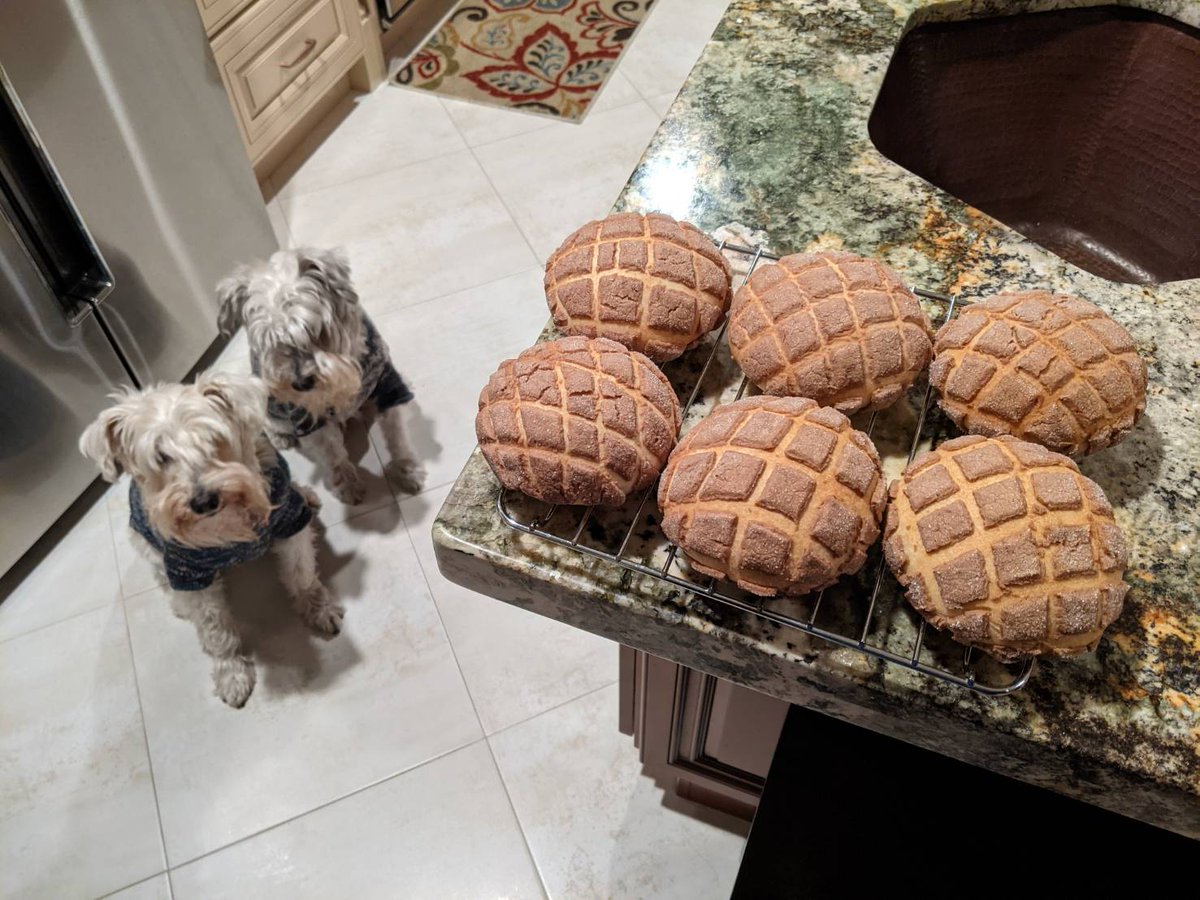 2DogsCandies's tweet photo. A real #TongueOutTuesday

We want those #PineAppleBuns with coffee crust on top NOW!!!

So lucky that our mom is not only a #knitter, but also a #baker!!!

#SchnauzerGang
#SchnauzerBros https://t.co/NzR66k2bRk