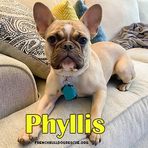 Princess Phyllis wants your week to start with puppy cuteness!😍 Surrendered for GI issues,👑P runs like the 💨 and likes to play w/ the resident dogs. She loves her foster ppl &amp; getting attention. She has a local fan club &amp; no doubt an online one now too!
Bit.ly/FBRNfosterdogs
