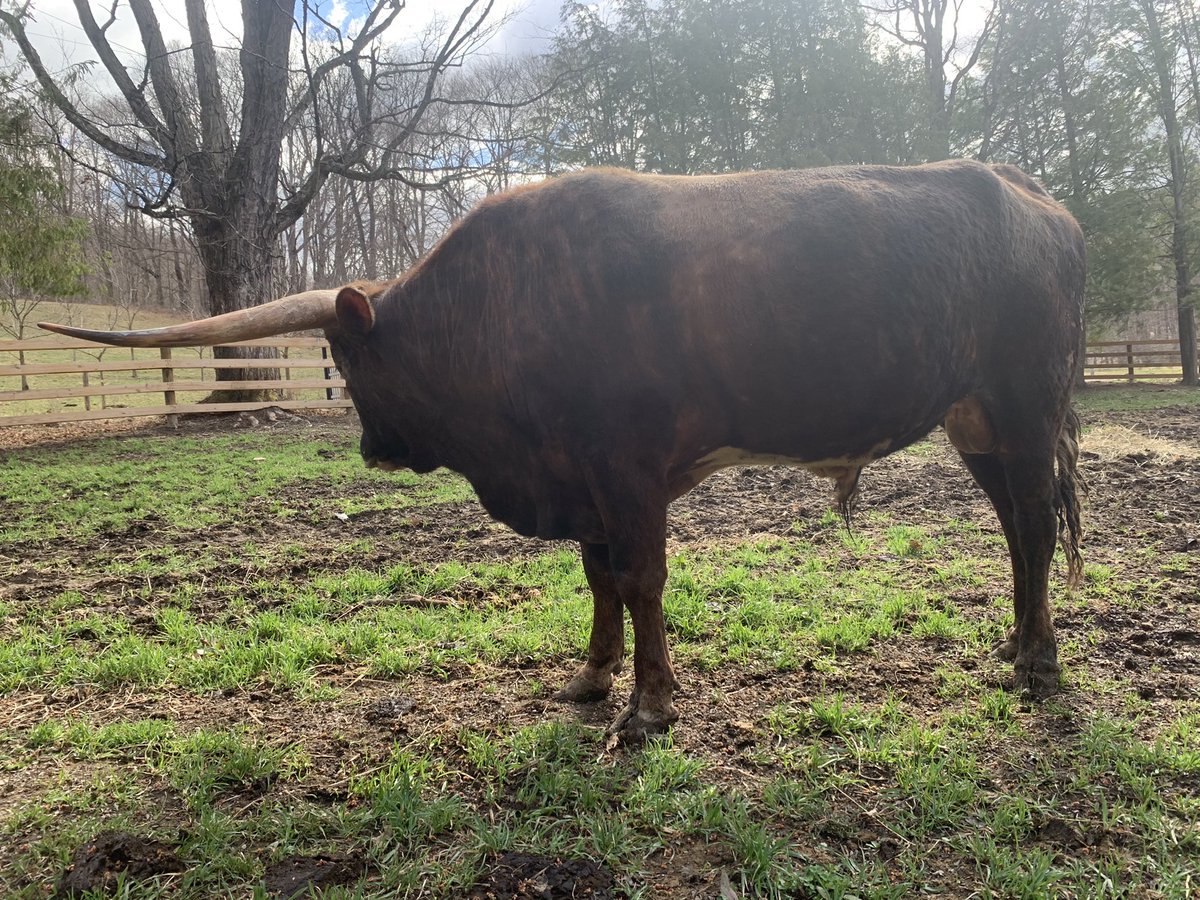bkeisel99's tweet photo. I’m so excited to see this guys babies this year. He’s only 2! His first daughter #Lonestar is awesome and just 4 months old.
#ShereKahn 🤠🐮 #Longhorns https://t.co/VITmSS8Cjd