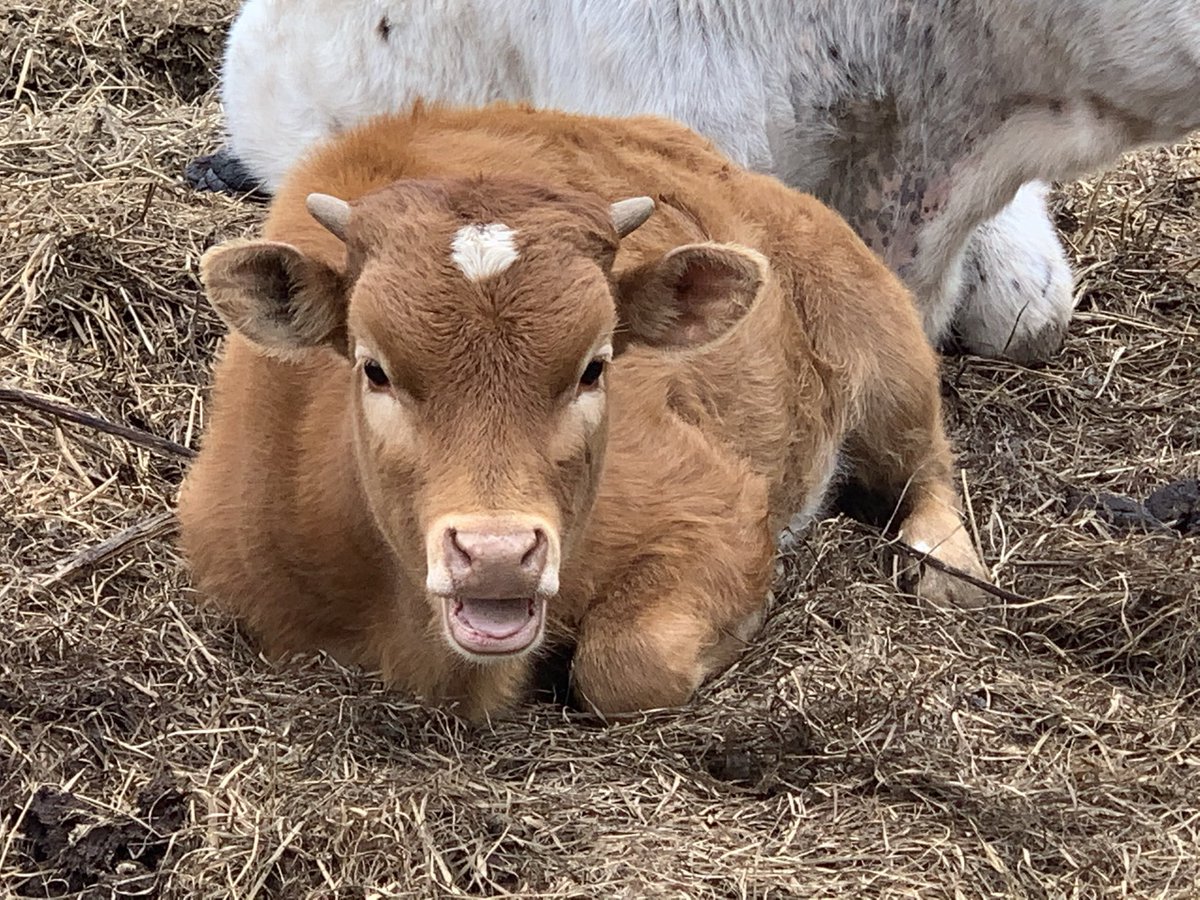 bkeisel99's tweet photo. I’m so excited to see this guys babies this year. He’s only 2! His first daughter #Lonestar is awesome and just 4 months old.
#ShereKahn 🤠🐮 #Longhorns https://t.co/VITmSS8Cjd