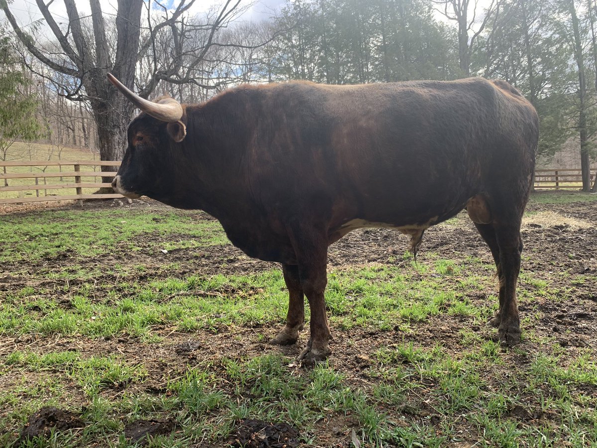 bkeisel99's tweet photo. I’m so excited to see this guys babies this year. He’s only 2! His first daughter #Lonestar is awesome and just 4 months old.
#ShereKahn 🤠🐮 #Longhorns https://t.co/VITmSS8Cjd