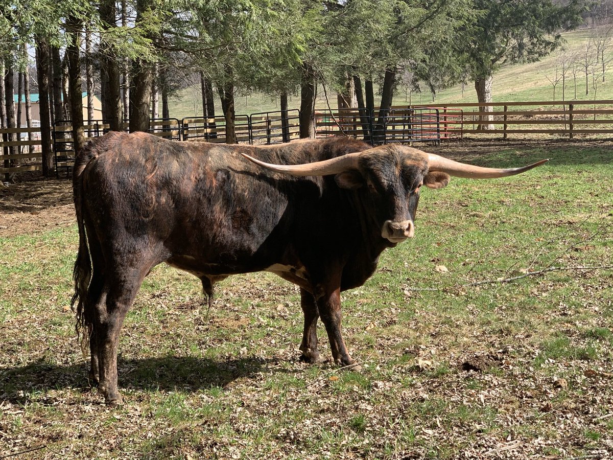 bkeisel99's tweet photo. I’m so excited to see this guys babies this year. He’s only 2! His first daughter #Lonestar is awesome and just 4 months old.
#ShereKahn 🤠🐮 #Longhorns https://t.co/VITmSS8Cjd