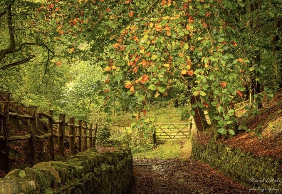 AnneScottlin's tweet photo. ❦The rich and colorful textures of life invite you to explore further than a cursory glance, and when you do, you discover more of yourself. 
~Anne Scottlin
#DavidOxtaby @Disc_light #my #fav #photographers #nature #beautiful https://t.co/S2z5VcfJAb