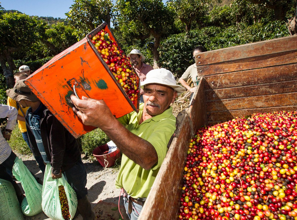 🇨🇷 20% OFF all  Costa Rican Coffee  🇨🇷
Roasted to order &amp; shipped the same day!
.
#puravida
#costarica🇨🇷
#rainforestalliance
#happytuesday
#coffee