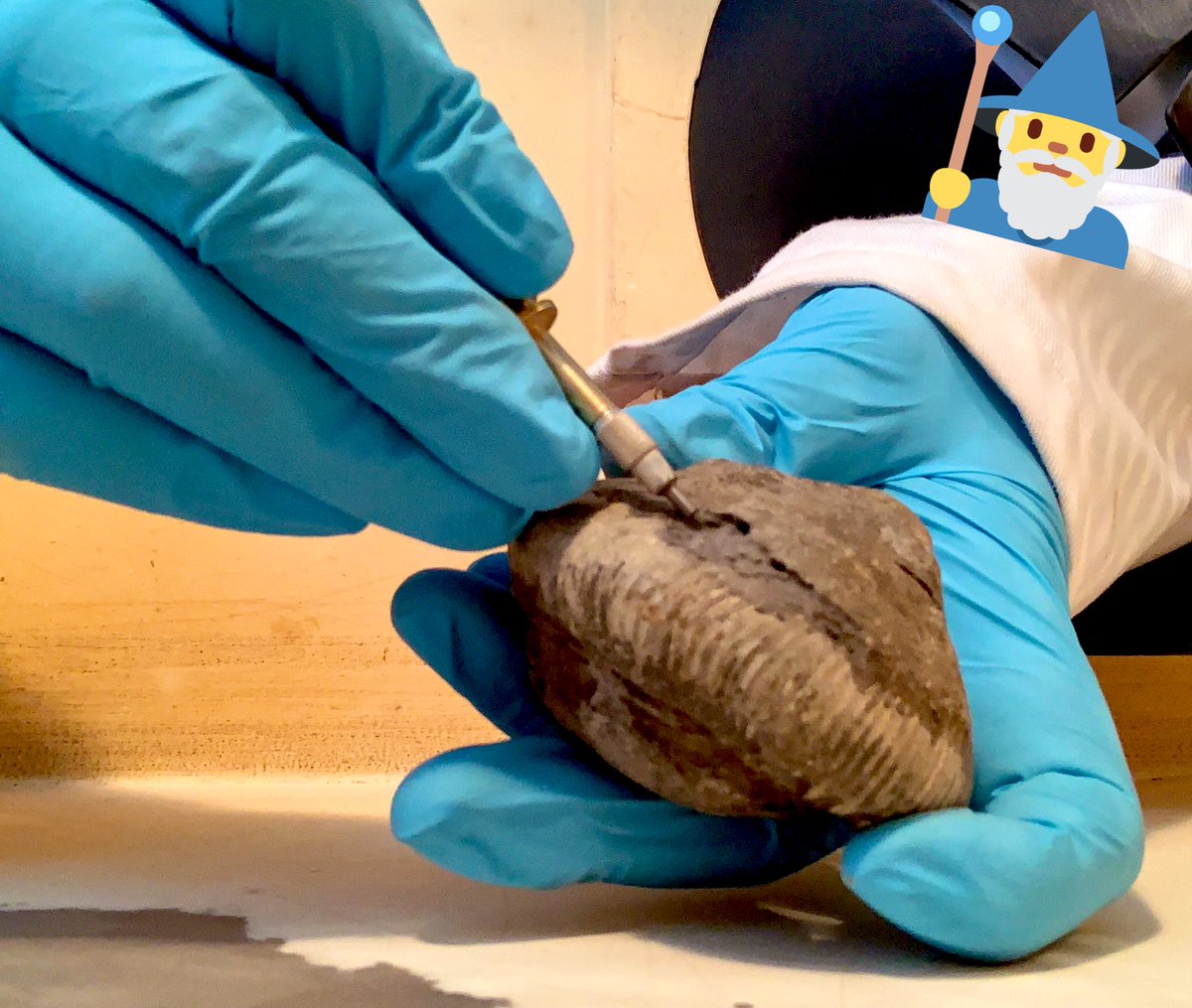 jen_gossman's tweet photo. Fossils have always been a passion of mine so when i finally got my fossils from home trying my skills on removing some matrix with the air abrasive (disclaimer did remove the camera๐๐ฆ) #fossilpreperation #CUConservation #fossils #fossilconservation #passionskills https://t.co/Del2c5ALO6