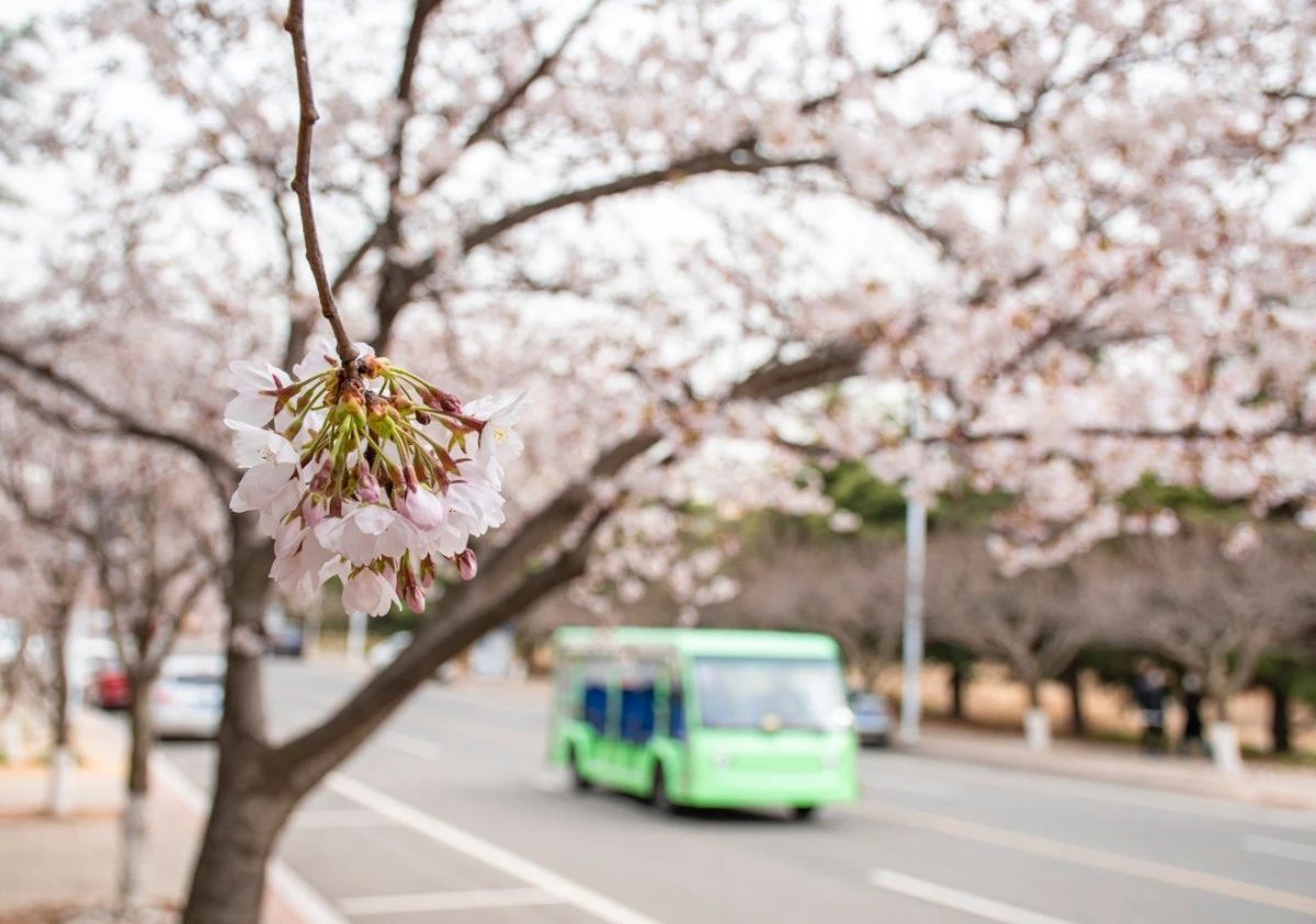 The cherry blossoms are out.🥰