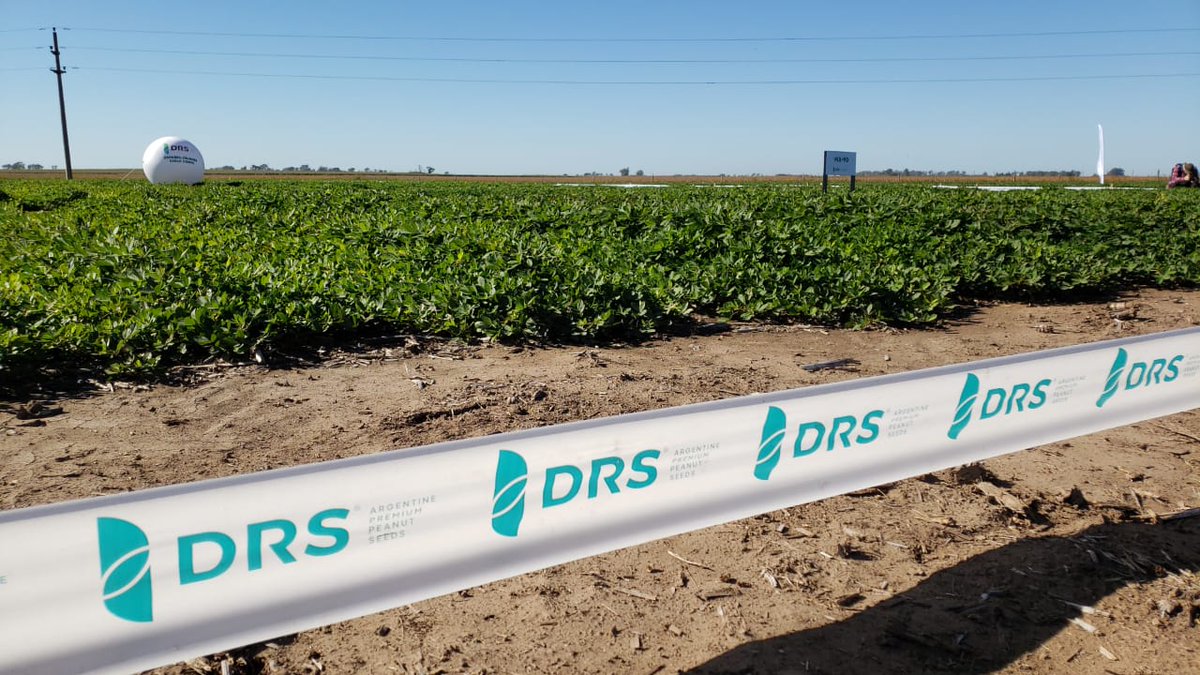 Maniagro Argentina presenta "DRS" y su genética de maní | Nueva variedad que se presenta en General Cabrera, Córdoba en el establecimiento "La Riojana", donde la firma cuenta con un campo experimental con un predio de aproximadamente ocho hectáreas. #Maní #GralCabrera #DRS