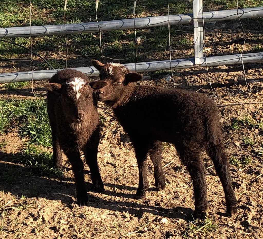 Esme (Thor x Flirta) twins, one ram, one ewe, both dark red/brown https://t.co/w8QWNeo4VO