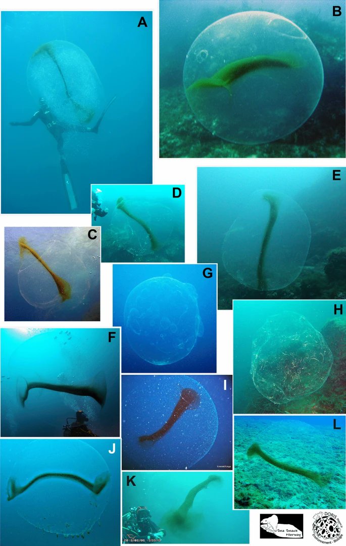 Centre for Ocean Research & Exploration (@corexgalway) on Twitter photo 🚨Out now🚨 In situ recordings of large gelatinous spheres from NE Atlantic, and the first genetic confirmation of egg mass of Illex coindetii (Vérany, 1839) (Cephalopoda, Mollusca)
rdcu.be/chK58
<a href="/RyanInstitute/">Ryan Institute @ University of Galway</a> <a href="/CORExGalway/">Centre for Ocean Research & Exploration</a> <a href="/moragtaite/">morag taite</a>, <a href="/DrShmoo/">Prof Louise Allcock</a>
#squid #molluscMonday 🚨Out now🚨 In situ recordings of large gelatinous spheres from NE Atlantic, and the first genetic confirmation of egg mass of Illex coindetii (Vérany, 1839) (Cephalopoda, Mollusca)
rdcu.be/chK58
<a href="/RyanInstitute/">Ryan Institute @ University of Galway</a> <a href="/CORExGalway/">Centre for Ocean Research & Exploration</a> <a href="/moragtaite/">morag taite</a>, <a href="/DrShmoo/">Prof Louise Allcock</a>
#squid #molluscMonday