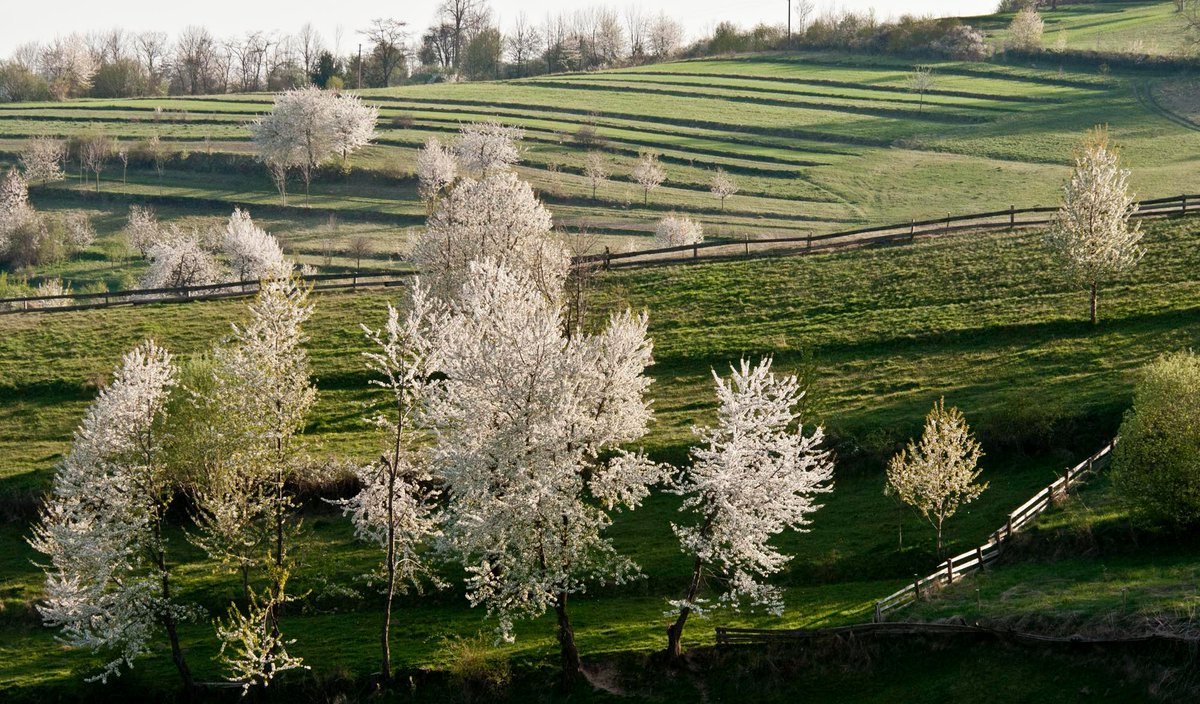 FilmSlovak_SFC's tweet photo. Beautiful Detva highlands in bloom! 😍🌸
🌿
You can find all of Slovakia’s locations on our website:
https://t.co/CiXVm1qtIJ
© Tomas Hulik
#filminslovakiagoodidea #Slovakia #detva https://t.co/bHI36iVKft