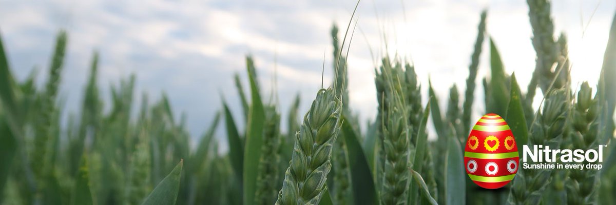 NitraSol's tweet photo. The sun is shining and wheels keep turning so we will remain open over the Easter bank holidays to keep Nitrasol and Advanshield Liquid Fertilisers flowing to all of our valued customers. 
#sunshineineverydrop #ukagriculture #farminguk #backbritish #liquidfertiliser https://t.co/CYkpEGL1Li