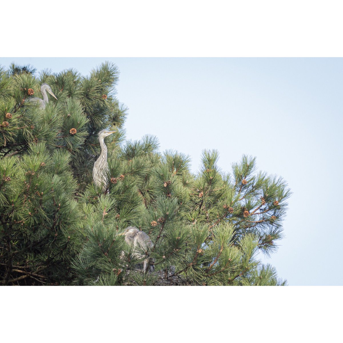 Heron family

#nature #herons #birdofintagram  #heronsofinstagram #localbirds #familypotrait #lovewhatyoudo #dowhatyoulove #loveyourlocalpark #localnature #canon #6d #creativecarole