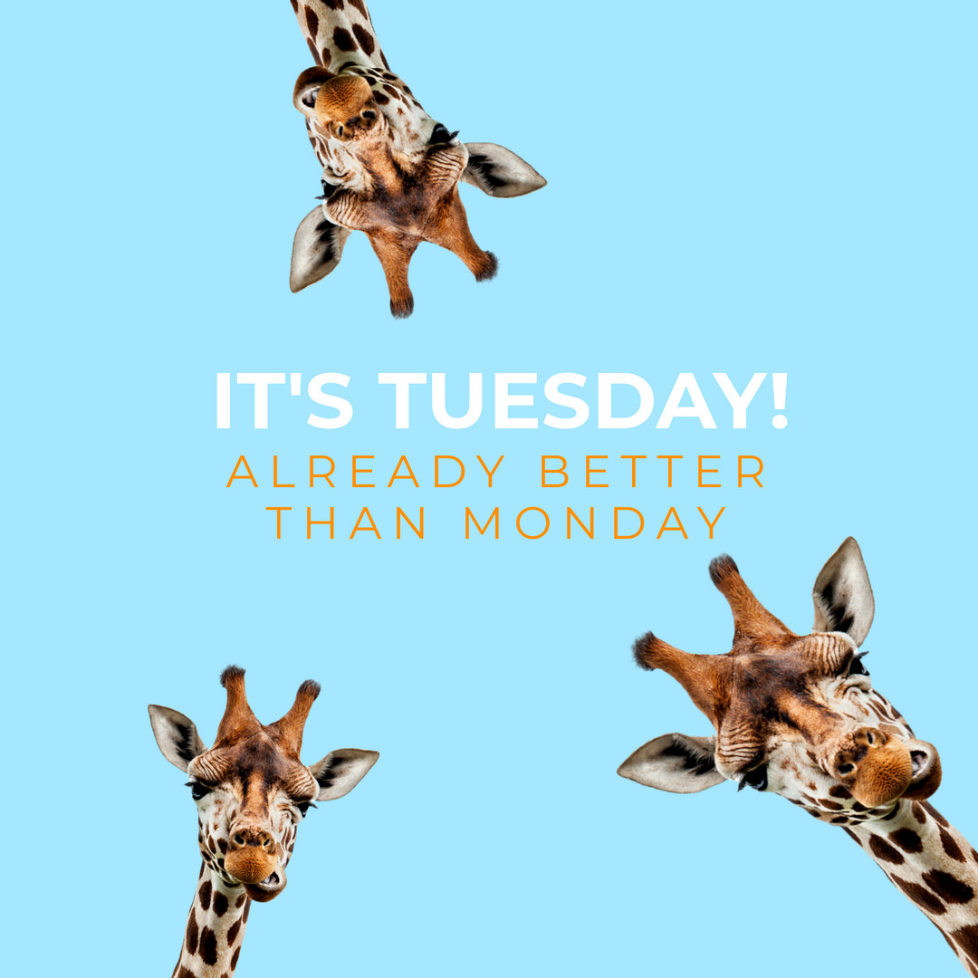 SeaCliffSF's tweet photo. It's Tuesday! Already better than Monday! And also a great day to schedule your dental exam and dental cleaning! #Tuesday #dentalexam #dentalcleaning #dental #dentist #SanFrancisco #RichmondDistrict #OuterSunset #SeaCliffDentalSF https://t.co/iWL8NqtKQR