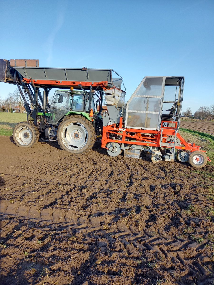 Planting lilies@leovdwestelaken