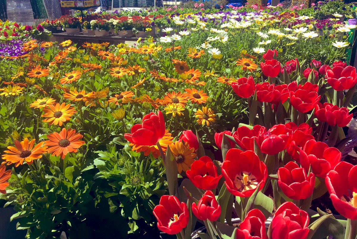 J99538648's tweet photo. Hop into Easter at Lowe’s of Knoxville! https://t.co/tmOScPvV1W