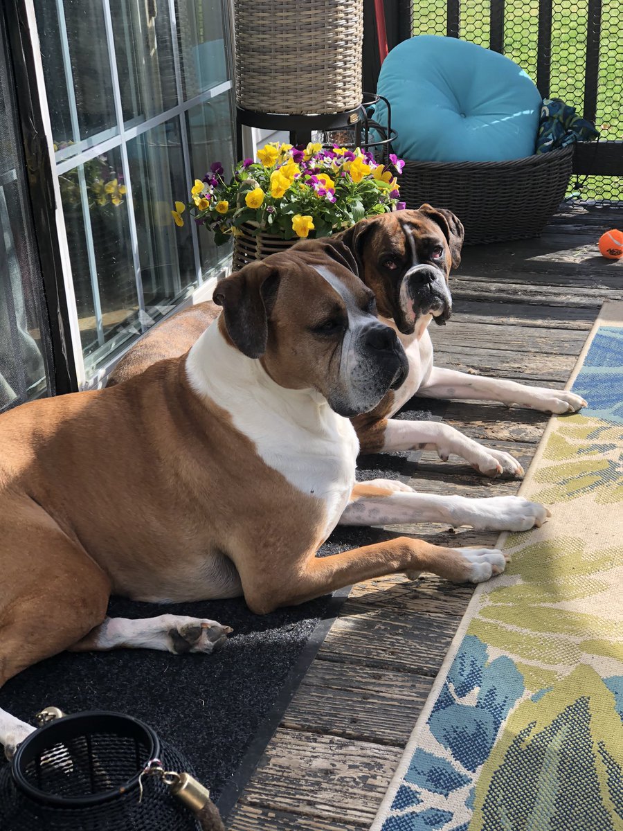 boxersnbriefs2's tweet photo. The calm before the storm! #sunnyday #snowintheforecast 

#bellaandbailey #boxers #boxerdogs #DogsofTwittter #porchlife #dogslife https://t.co/I4BVsdvm08