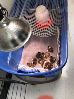 JoshuaISD's tweet photo. What an EGG-ucational assignment! Functional Academic Life Skills students at @LoflinMS learned about the life cycle of chickens by taking care of eggs in an incubator! Some students will get to take the chickens home (w/parent approval!)
#TakeFlightJISD https://t.co/4VnMtn53bv