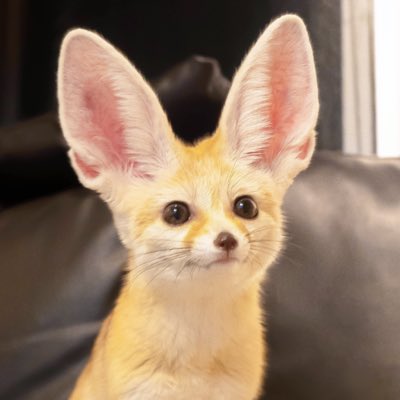 メルモちゃん❤オーダー❤ベビーフェネックちゃん♡お持たせ子猫ちゃん♡ Exv4zexUYAApKFh.jpg?format=jpg