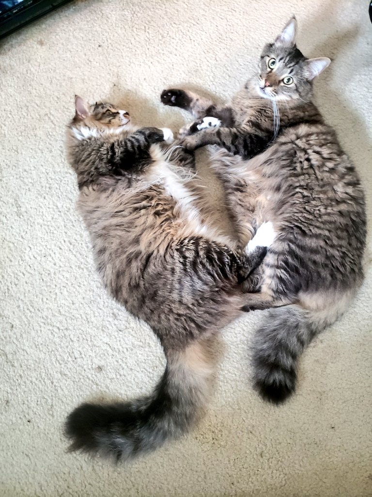 Floof_bois's tweet photo. We dem bois https://t.co/nPE9GY9Ga6