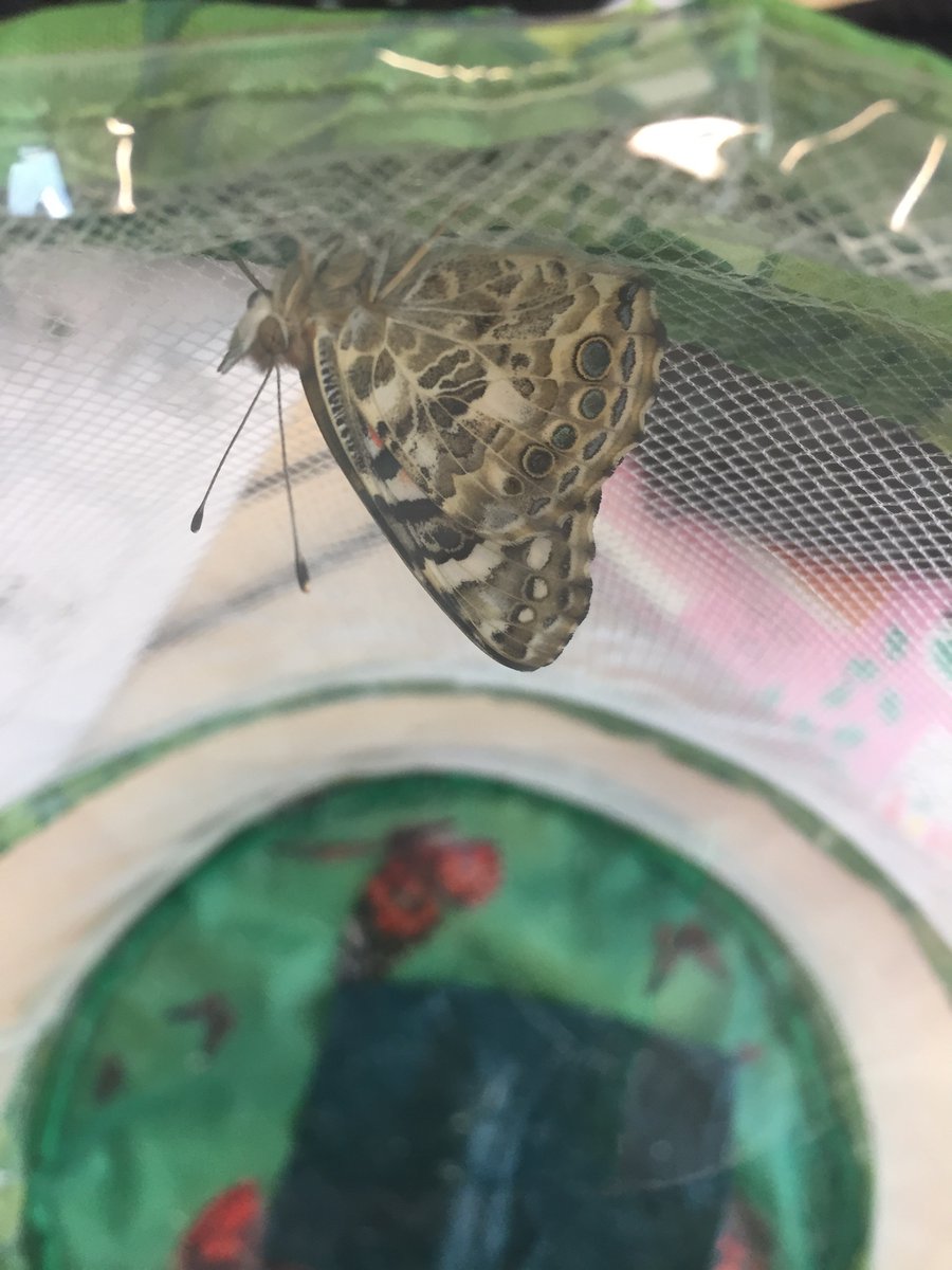 misssmithsheff's tweet photo. It’s happening! #butterfly #lifecycle #reception https://t.co/0m6Okw0GqX