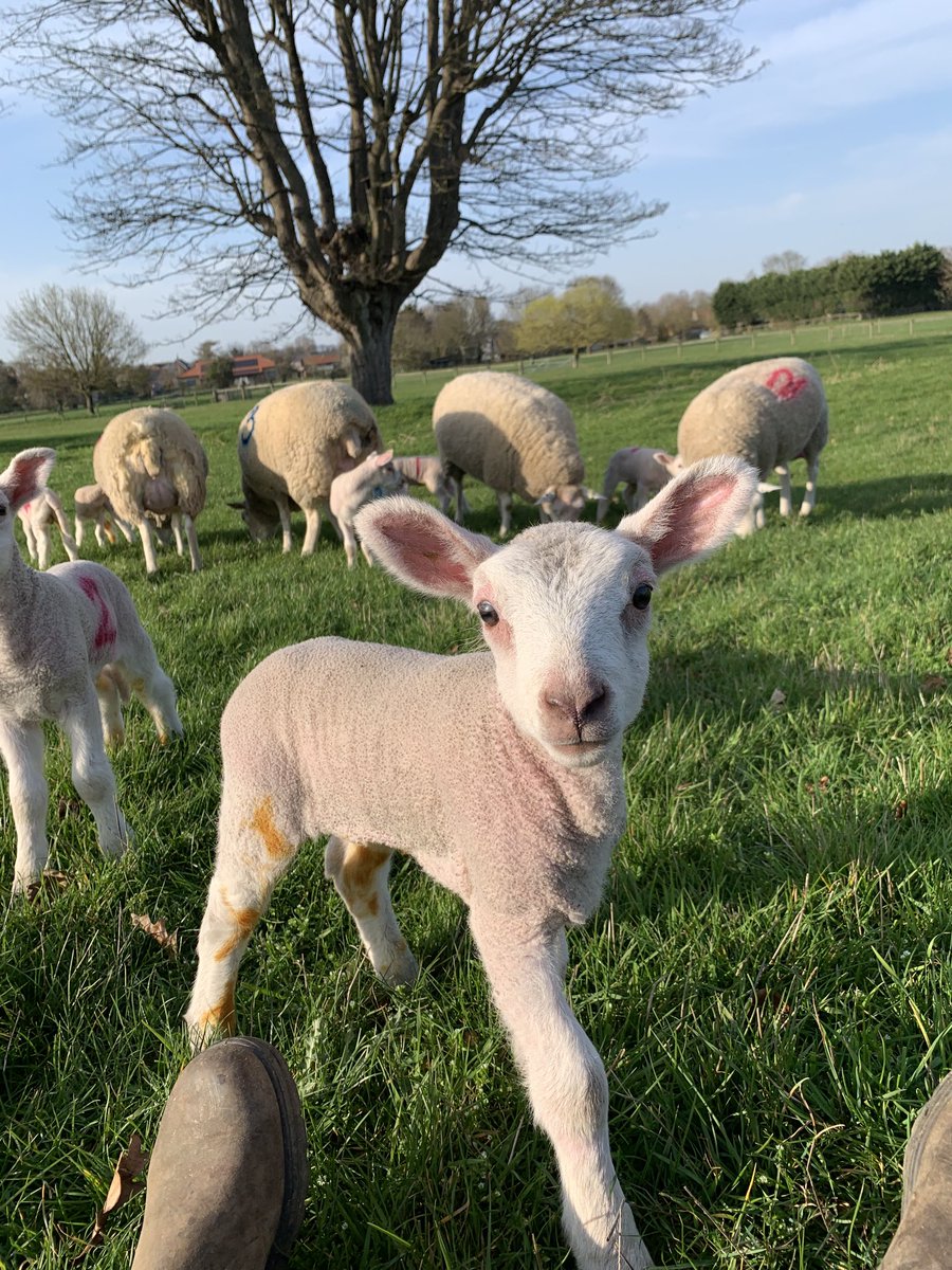 jmt_28's tweet photo. So important to take a moment at the busiest time of the year! #sunhelps #lambing2021 #dumbo #lovedayslikethis https://t.co/TJA9zk6ERn