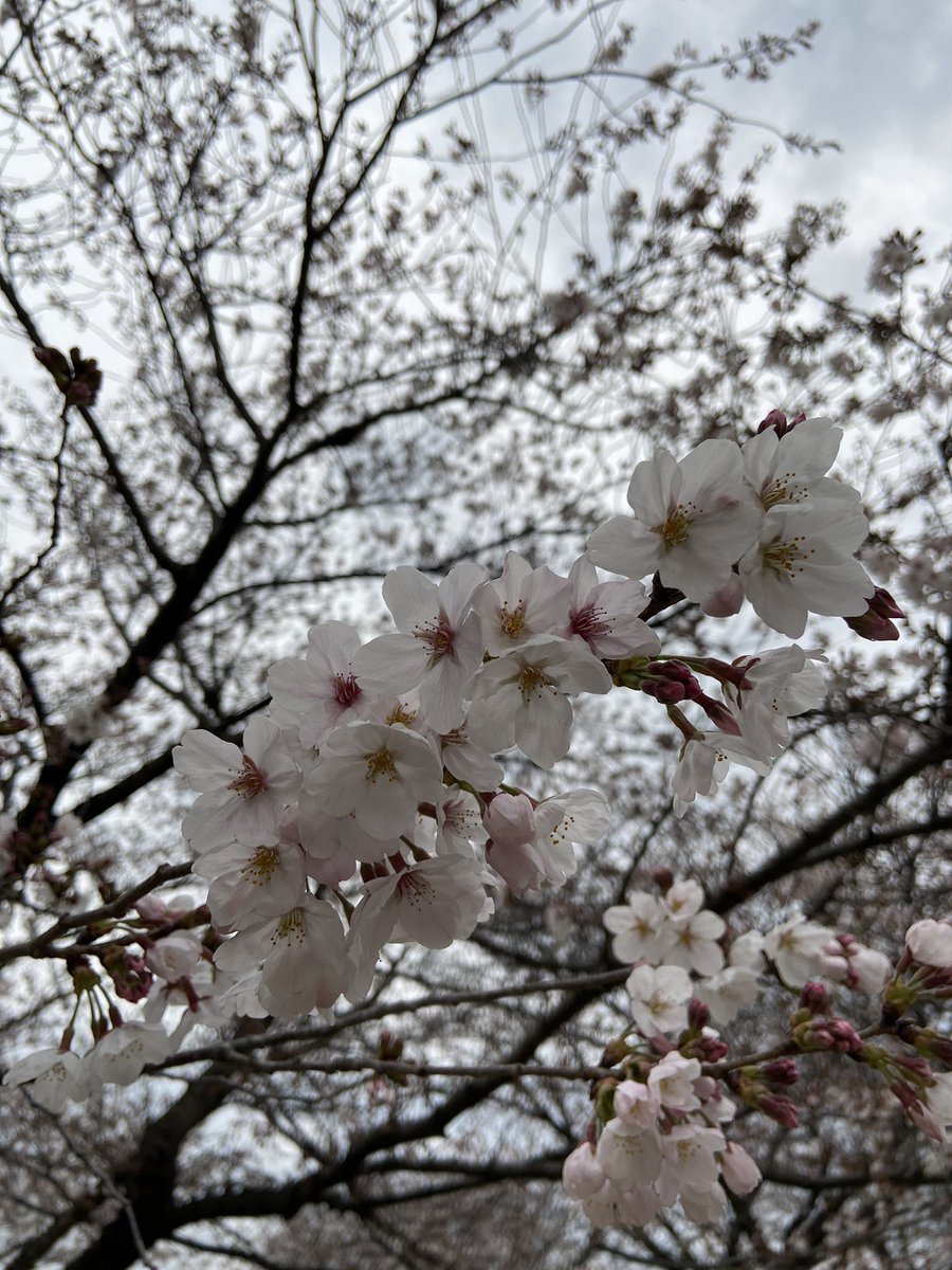 15_78_'s tweet photo. お花見行ってきたー！ずっと桜に向かってふーふーしてるのがちたまらん https://t.co/t7RTo6S0ny