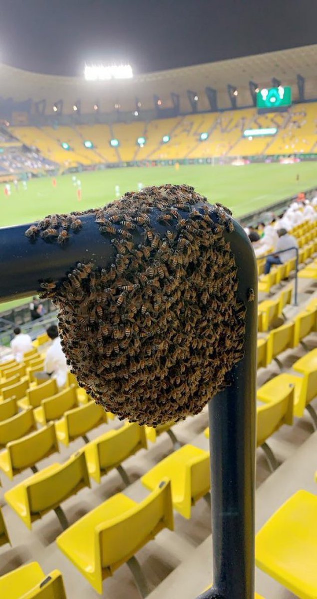 من بعد هدير مدرجات #القوة_الزرقاء ونهائي آسيا الشهير خلية النحل تتواجد في ملعب مرسول بارك🙆🏼‍♂️

#النصر
#الهلال💙