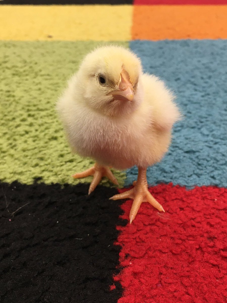tchjje's tweet photo. “Mrs. Long, my brother told me when I get to first grade, we get chicks!” #traditions #firstgradefun https://t.co/6rQigTFxEX
