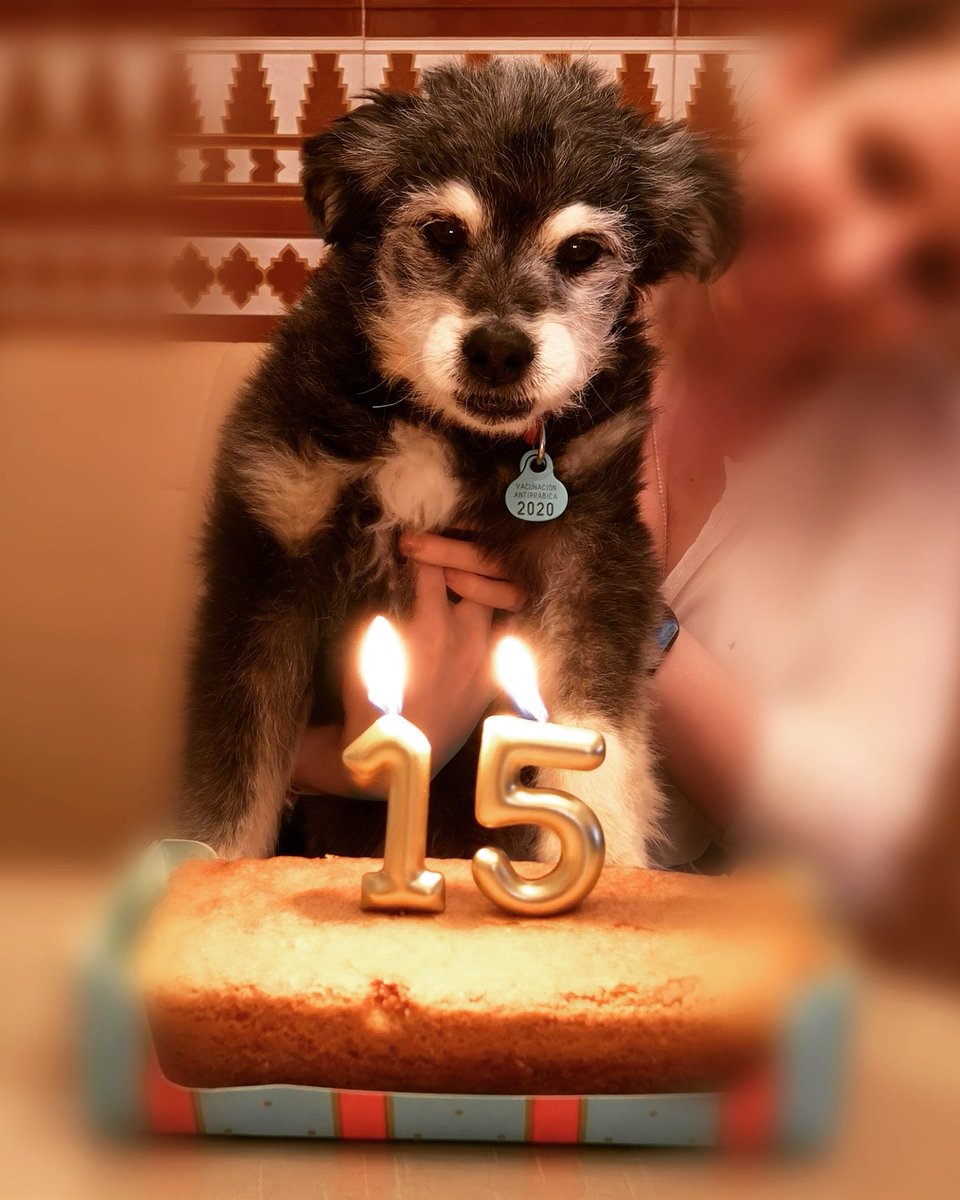 edu_005's tweet photo. ¡Hoy cumple 15 años🐶! Quién me lo diría allá por 2006...

#Rocky #15años #happybirthday https://t.co/D1ZITElg8l