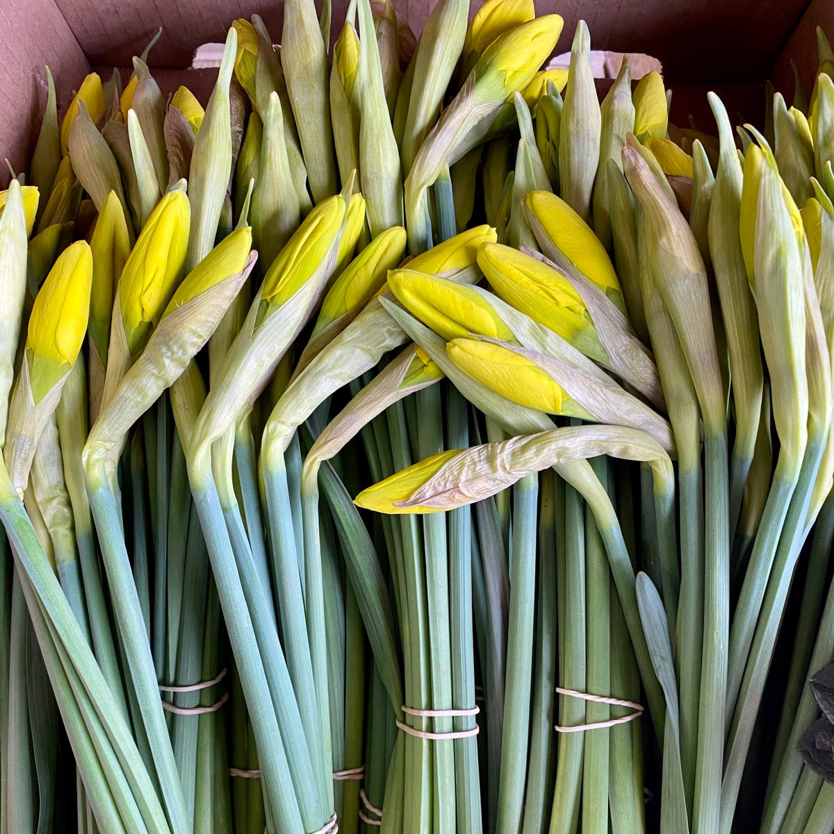 Daffodils  were flying out in the Spring sunshine today #spring #daffodils #westbridgford #flowers #sunshine